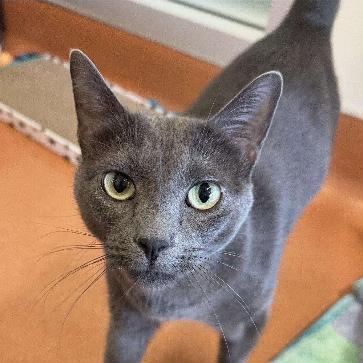 Gracie, a Adoptable Domestic Short Hair in Burlingame, CA image 2/2