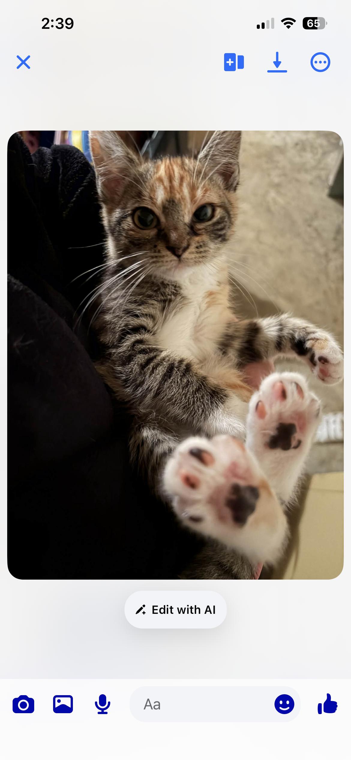 Enlarge London, a Adopted Domestic Short Hair in Randolph, AL image 1/2