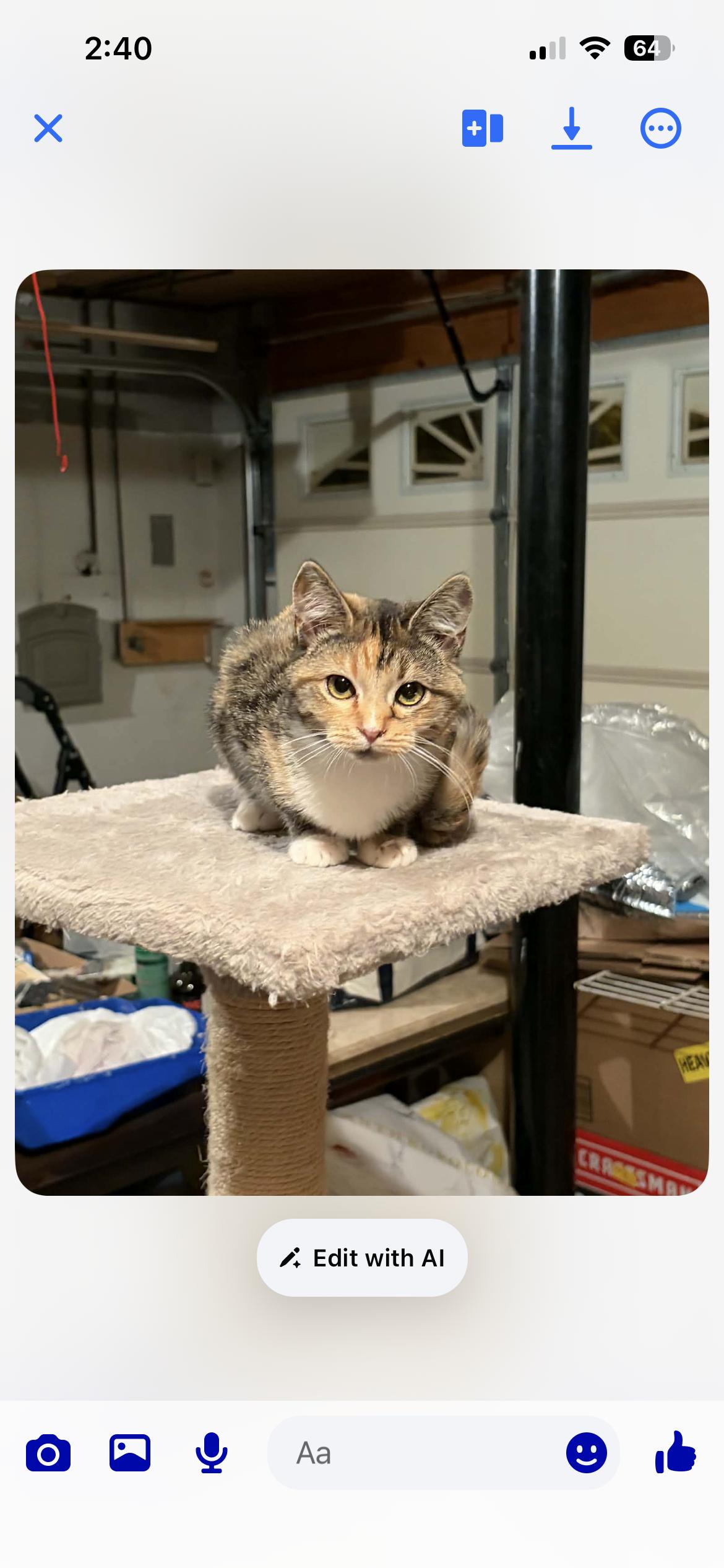 Enlarge London, a Adopted Domestic Short Hair in Randolph, AL image 2/2