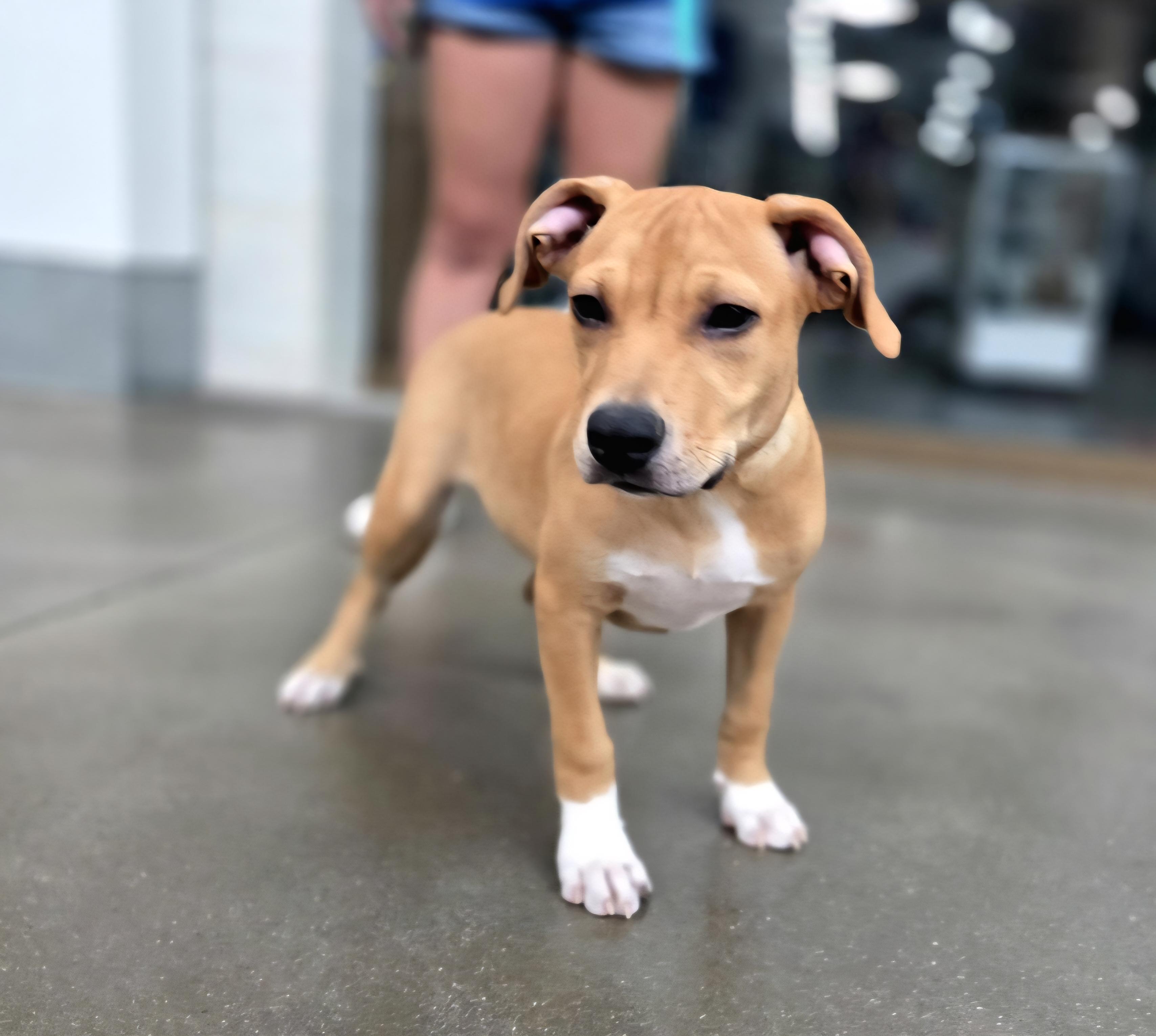 Enlarge Serious Camper, a Adoptable mixed breed in Oviedo, FL image 2/2