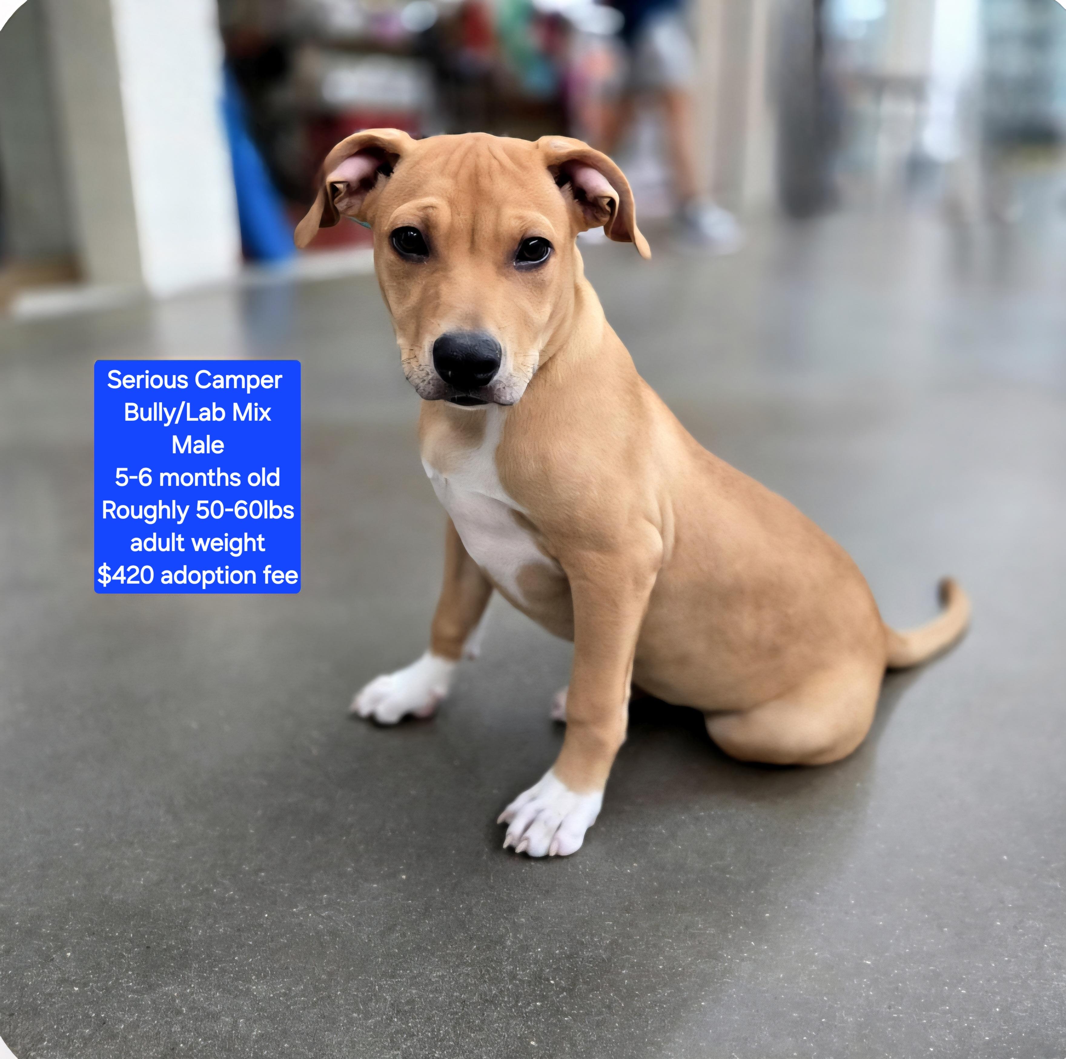 Serious Camper, Adoptable, Young Male American Bully & Labrador Retriever.