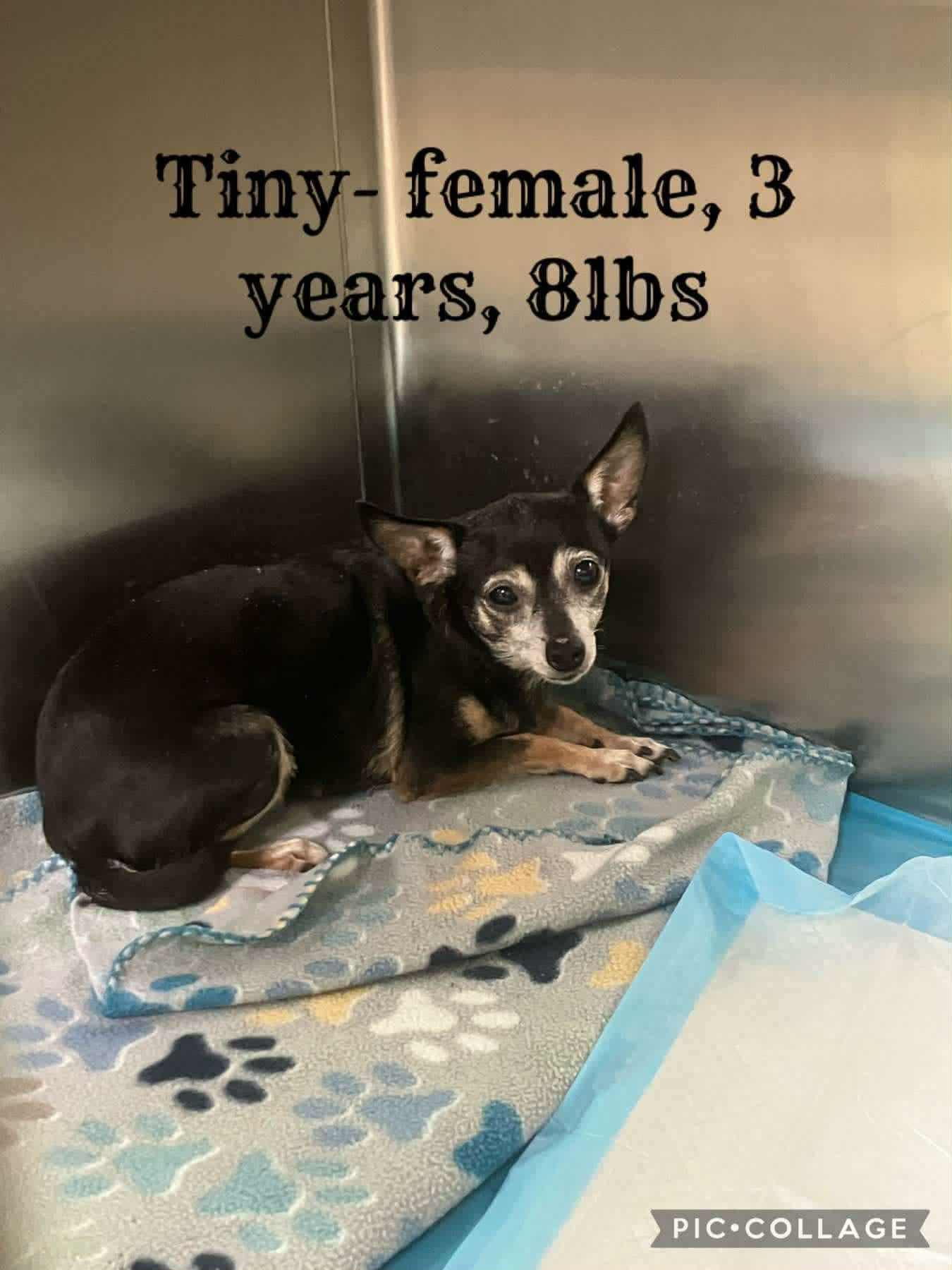 Tiny, a ADOPTABLE Chihuahua in Stafford, VA image 2/2