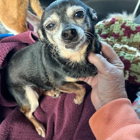 Enlarge Tiny, a ADOPTABLE Chihuahua in Stafford, VA image 1/2