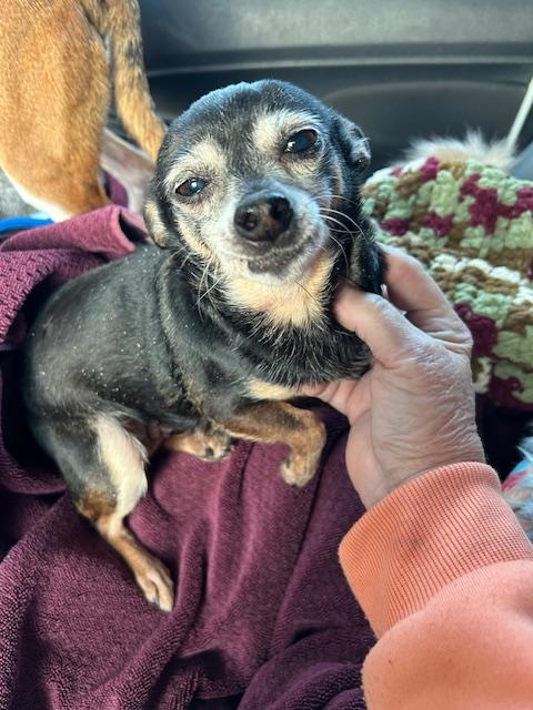 Tiny, a ADOPTABLE Chihuahua in Stafford, VA image 1/2