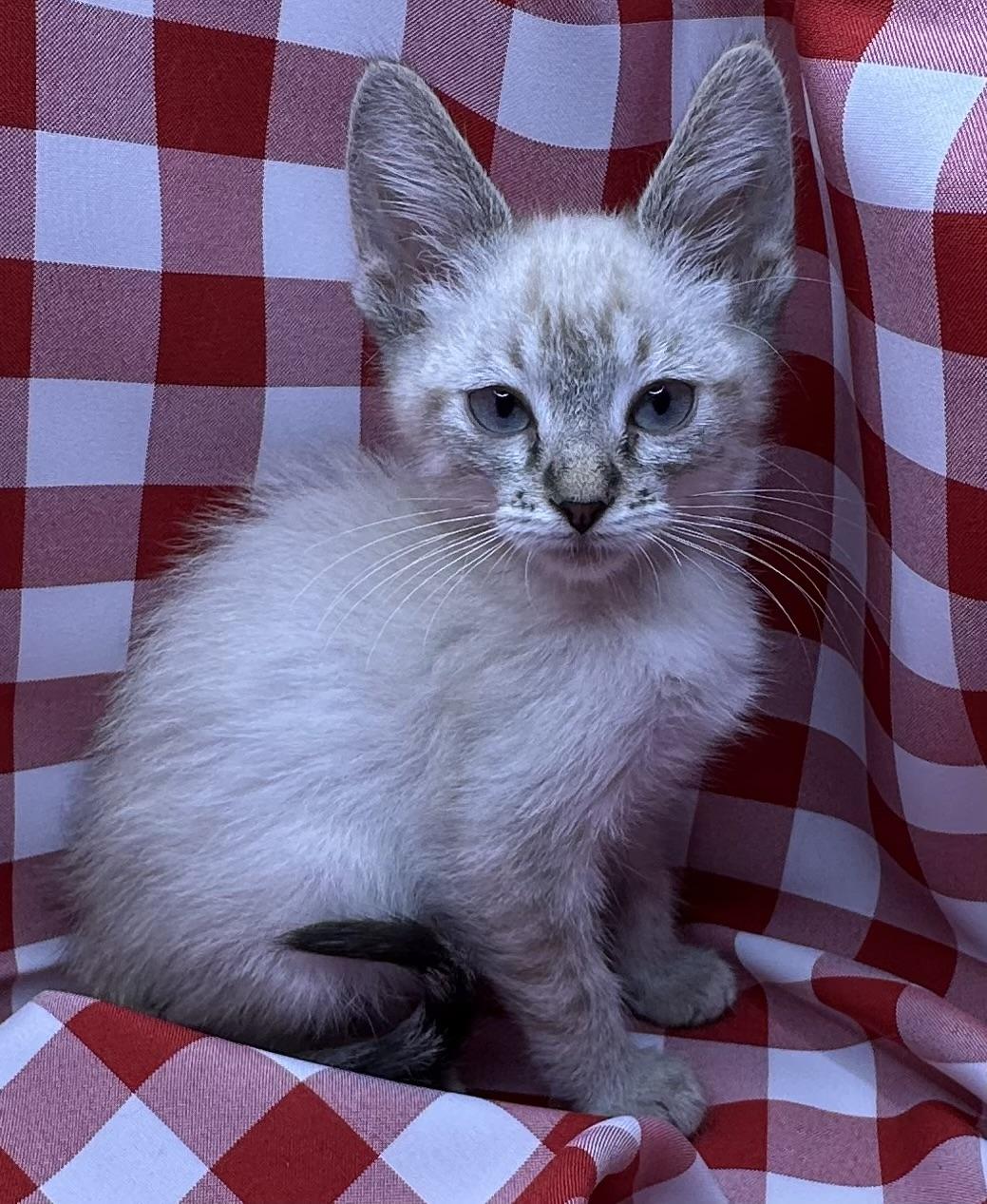 Enlarge Poso, an adopted mixed breed in Poway, CA image 1/1