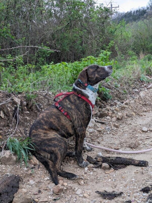 Enlarge Ross (Geller), a Adoptable Mixed Breed in Crocker, MO image 3/6