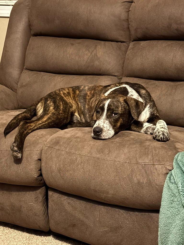 Enlarge Ross (Geller), a Adoptable Mixed Breed in Crocker, MO image 3/4