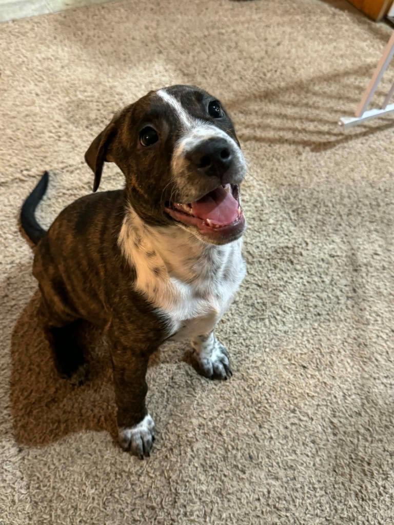 Enlarge Ross (Geller), a Adoptable Mixed Breed in Crocker, MO image 4/4