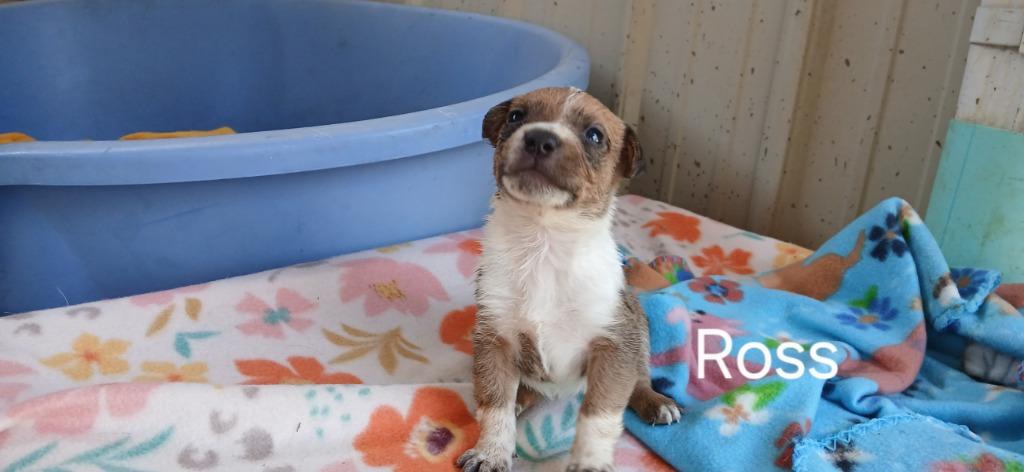 Ross, Adoptable, Puppy Male Mixed Breed.