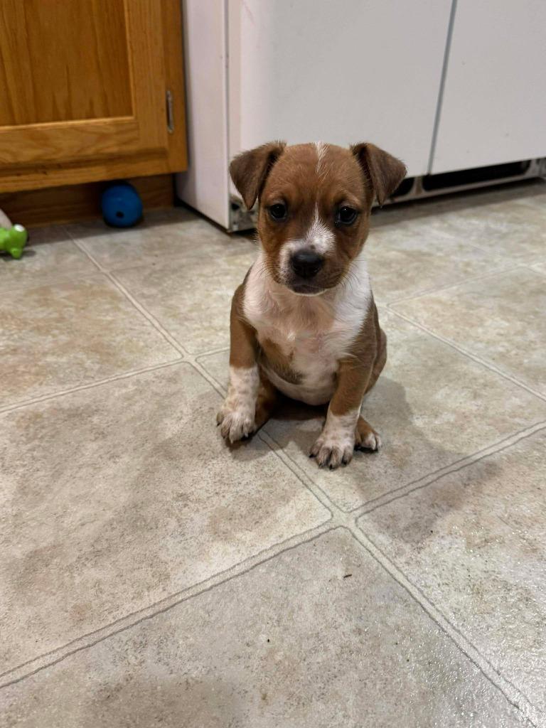 Enlarge Ross, a Adoptable Mixed Breed in Crocker, MO image 2/2