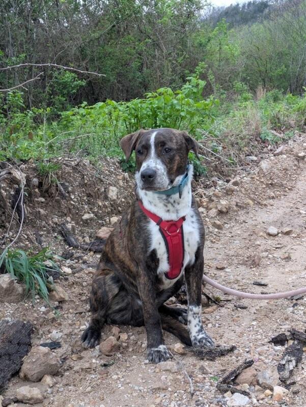 Enlarge Ross (Geller), a Adoptable Mixed Breed in Crocker, MO image 6/6