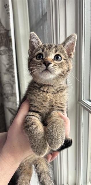 Enlarge A1023591, a Adoptable Domestic Short Hair in Toronto, ON image 1/1