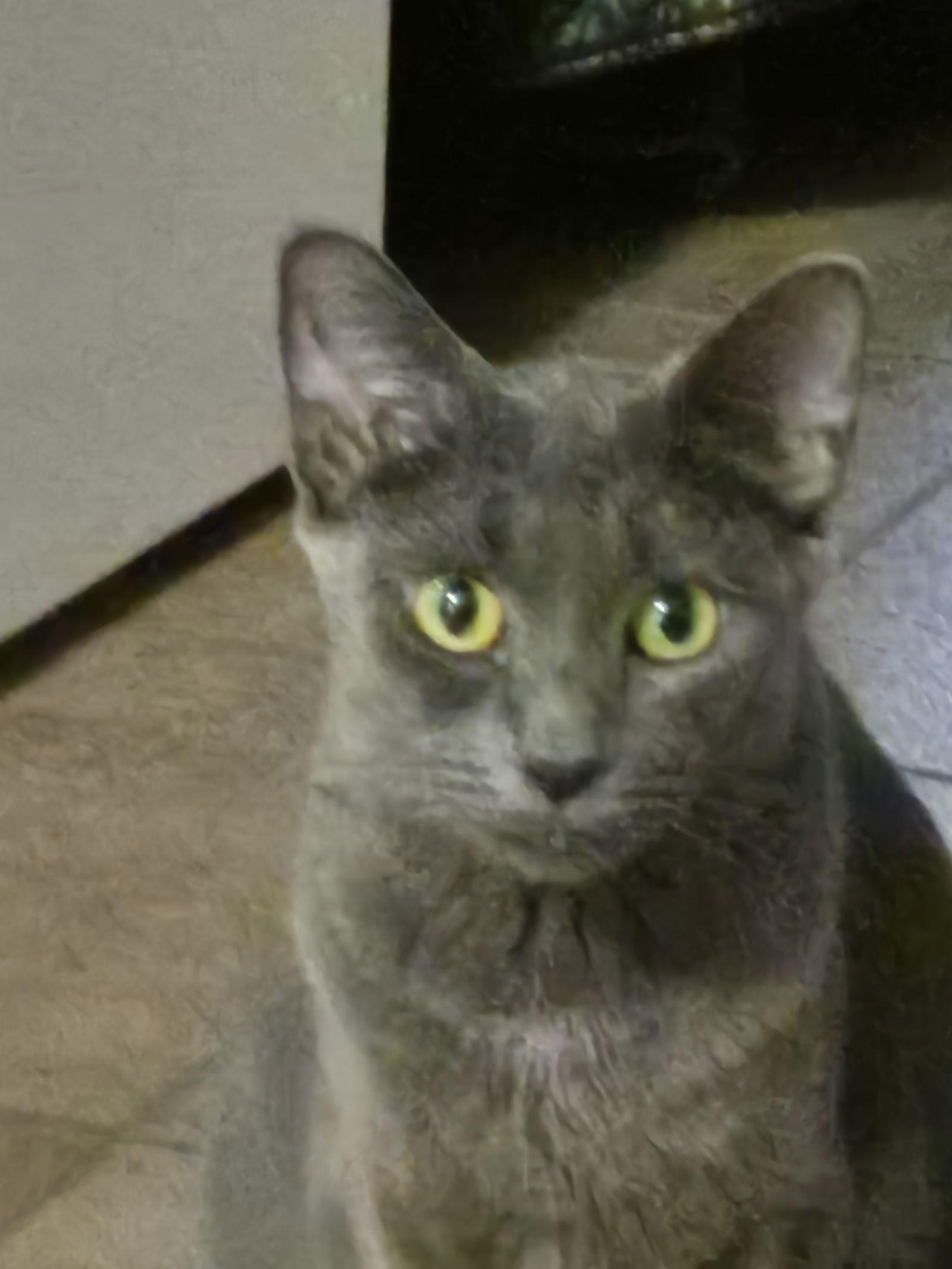 Coach, Adoptable, Adult Female Domestic Short Hair.
