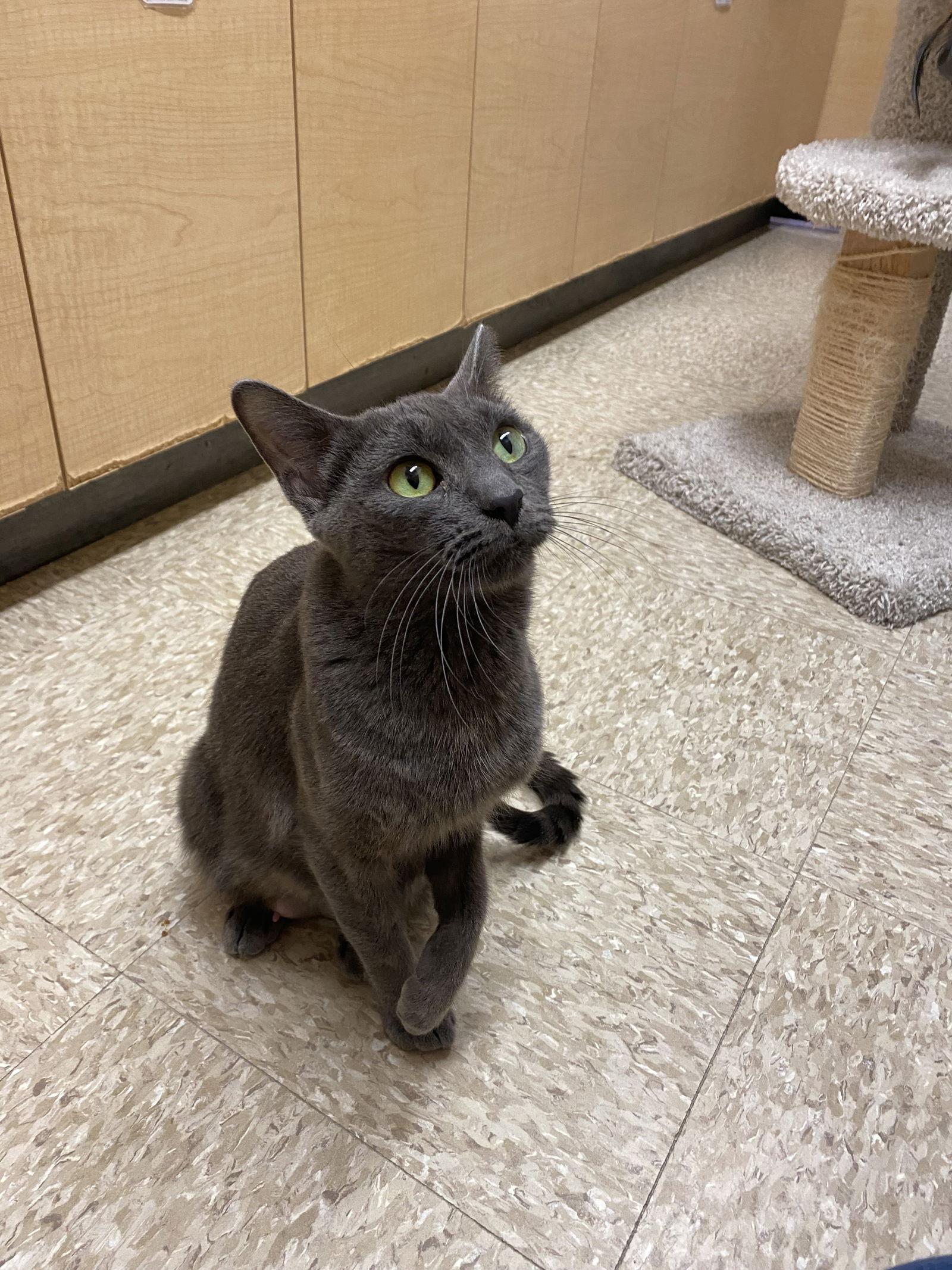 Enlarge Coach, a Adoptable Domestic Short Hair in Wheaton, IL image 2/3
