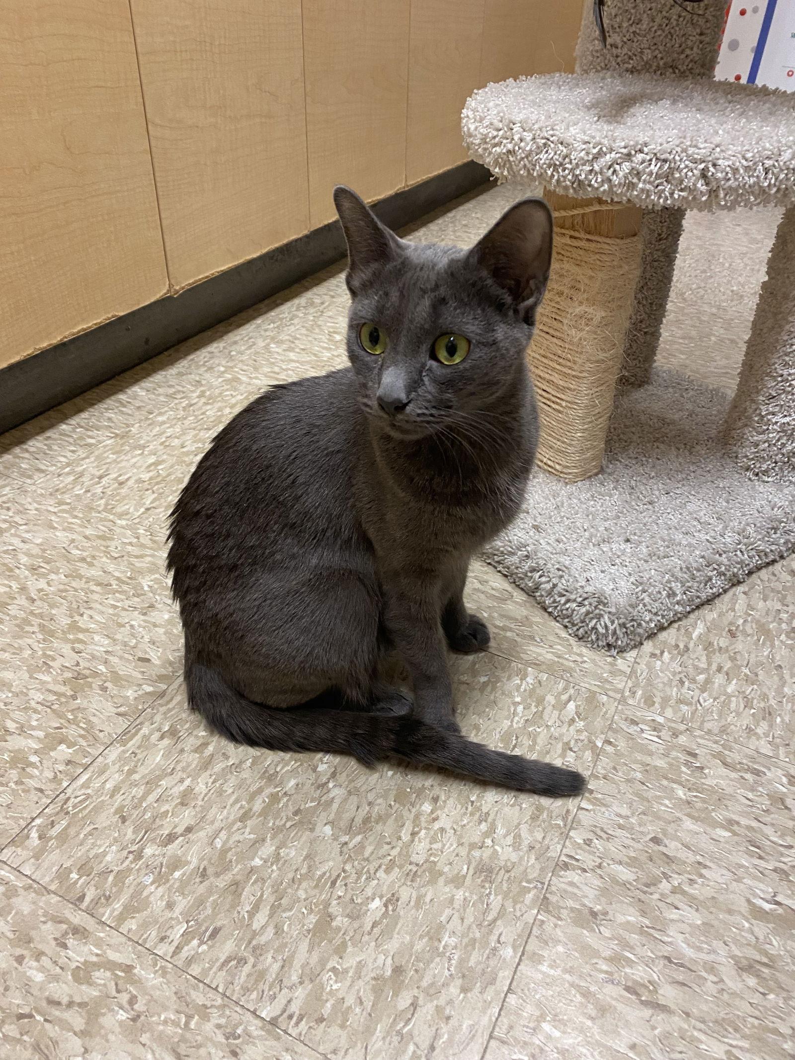 Enlarge Coach, a Adoptable Domestic Short Hair in Wheaton, IL image 3/3