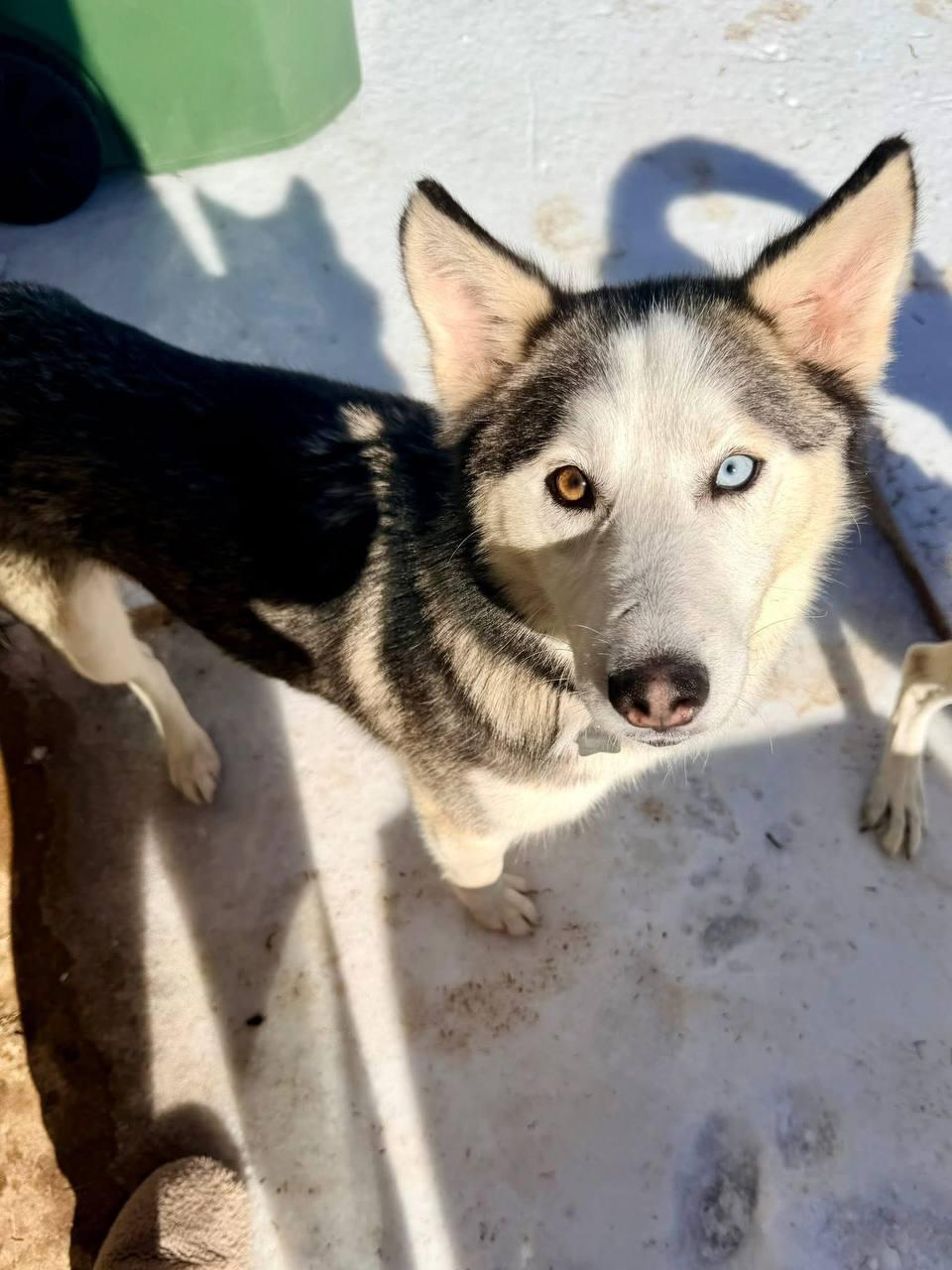Valentina, Adoptable, Adult Female Siberian Husky.
