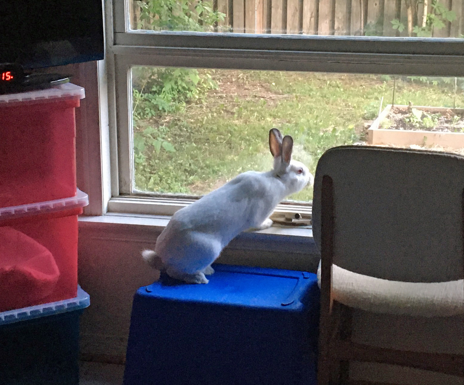 Piper, a Adoptable Bunny Rabbit in Cambridge, ON image 1/12