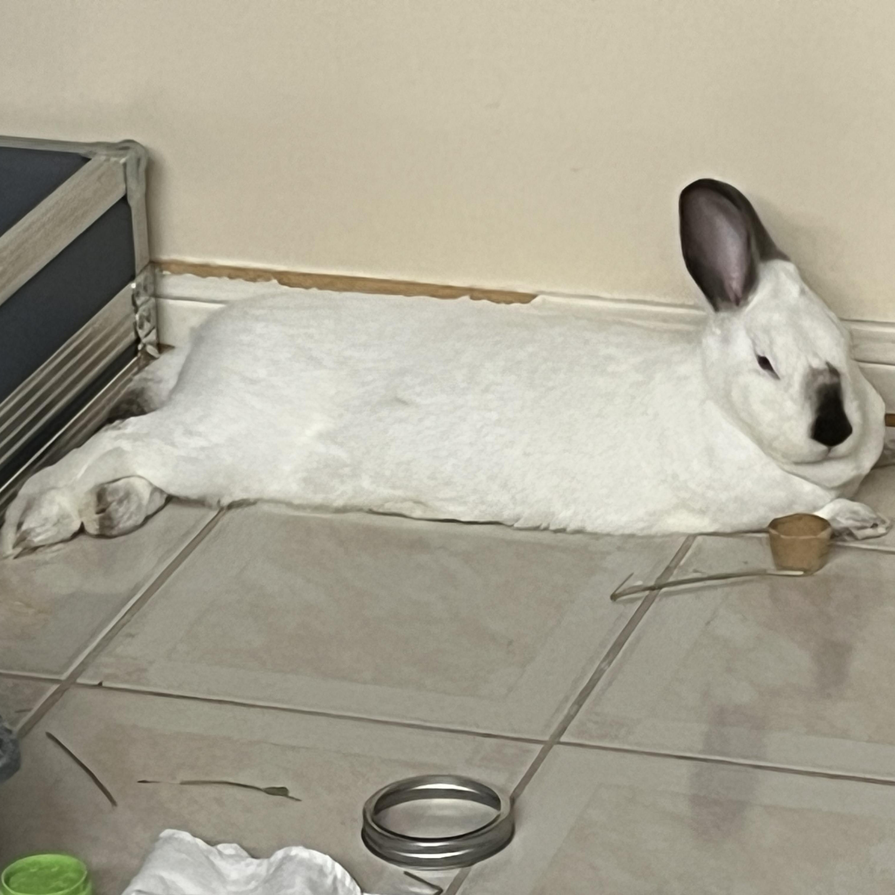Enlarge Piper, a Adoptable Bunny Rabbit in Cambridge, ON image 5/6