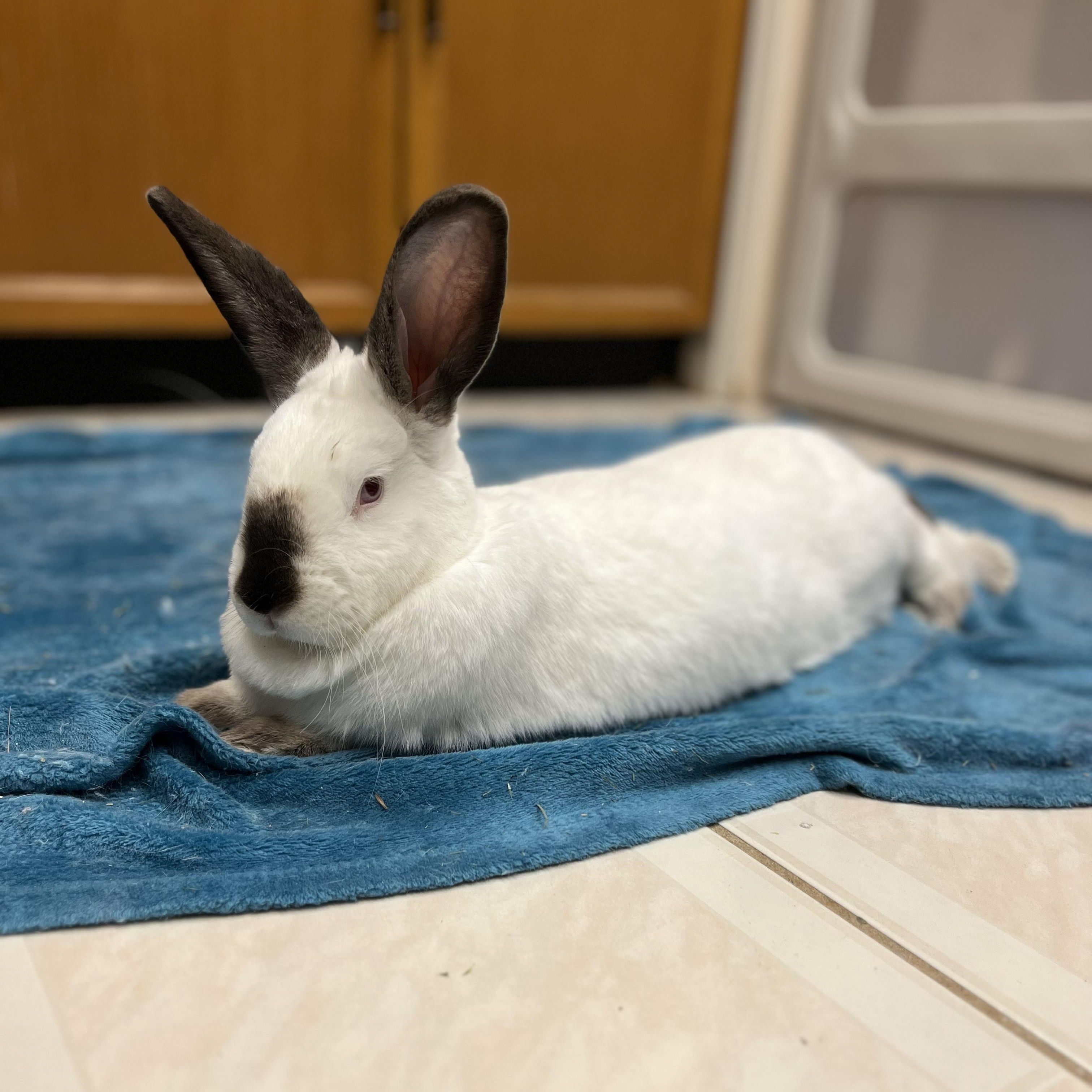 Enlarge Piper, a Adoptable Bunny Rabbit in Cambridge, ON image 2/6