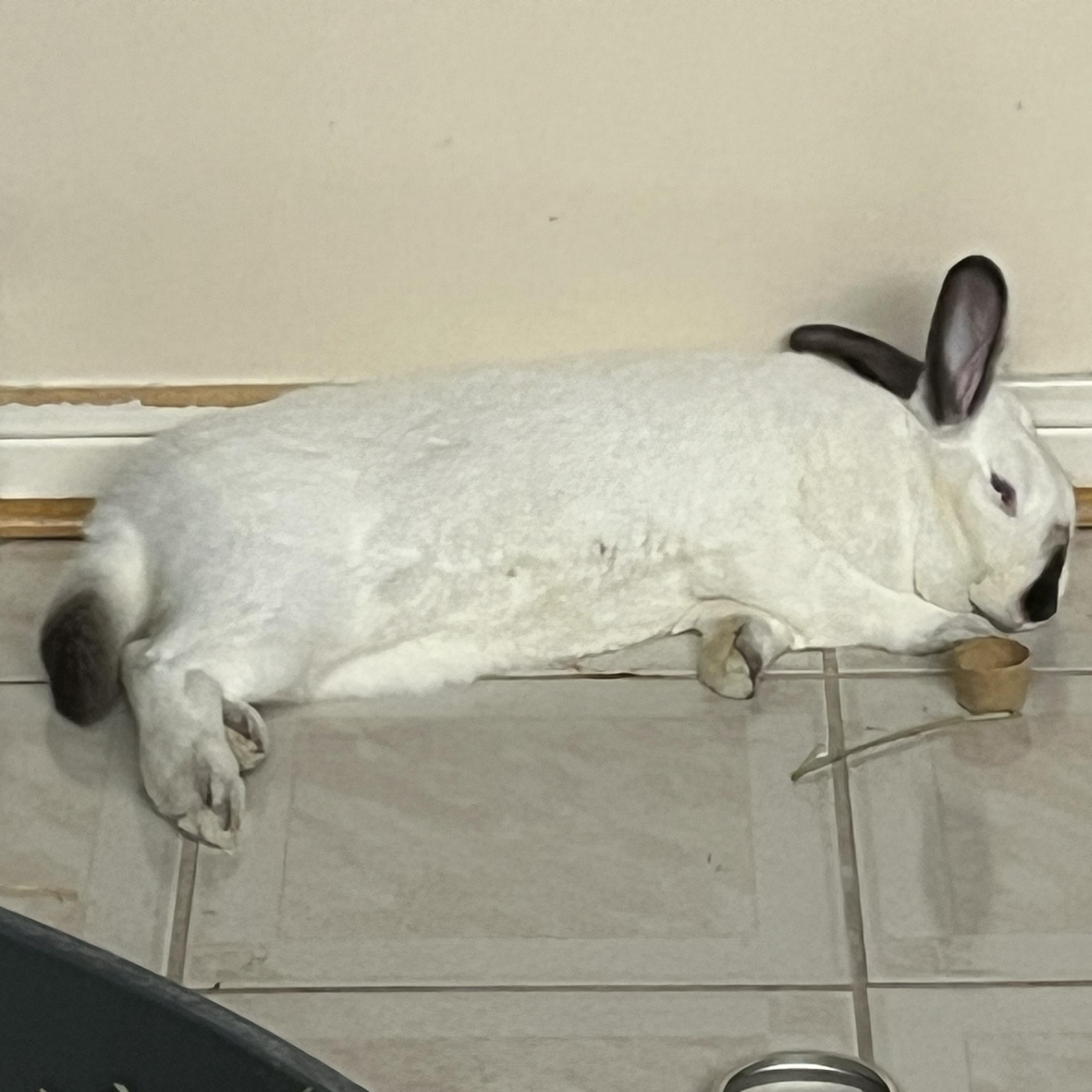 Enlarge Piper, a Adoptable Bunny Rabbit in Cambridge, ON image 4/6