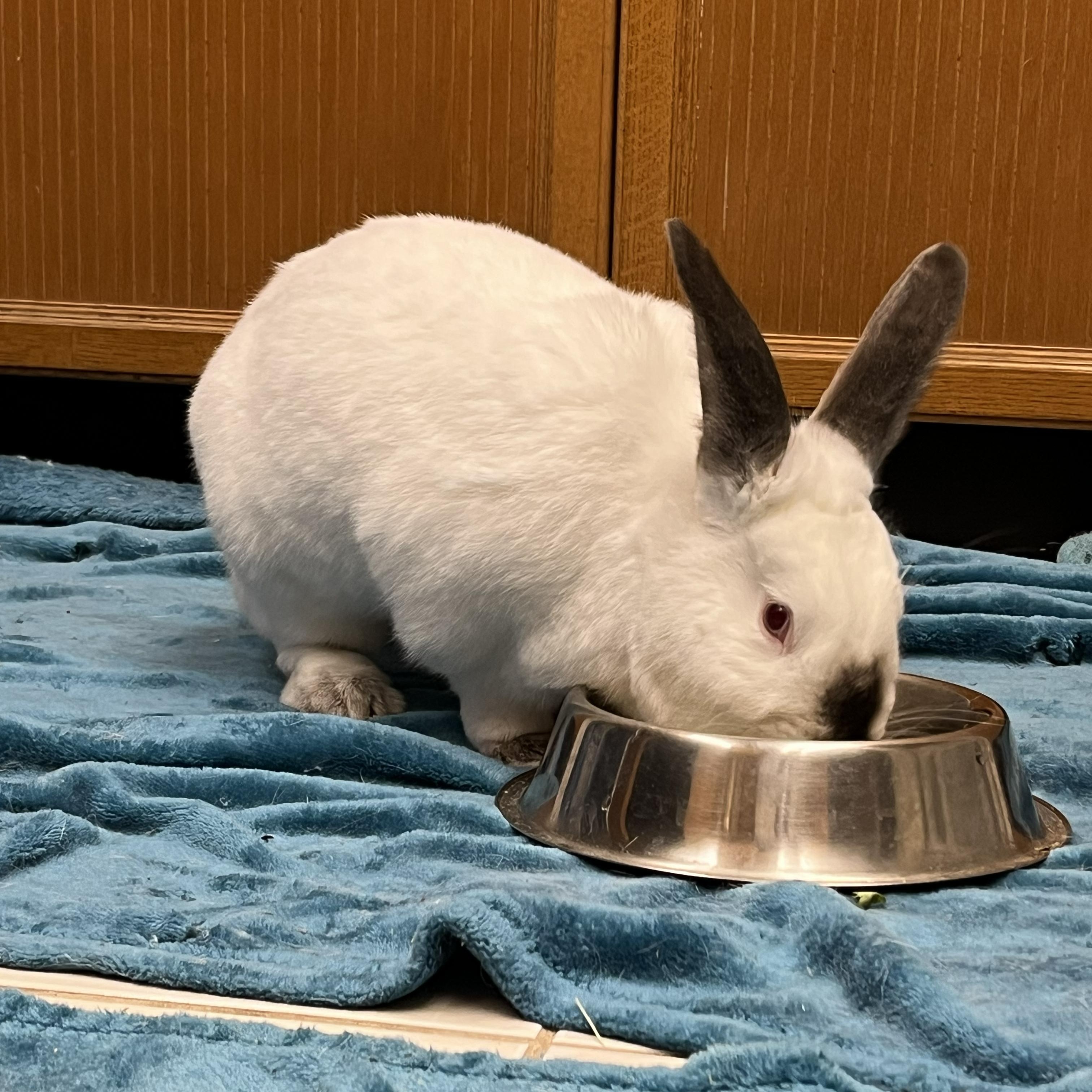 Enlarge Piper, a Adoptable Bunny Rabbit in Cambridge, ON image 6/6