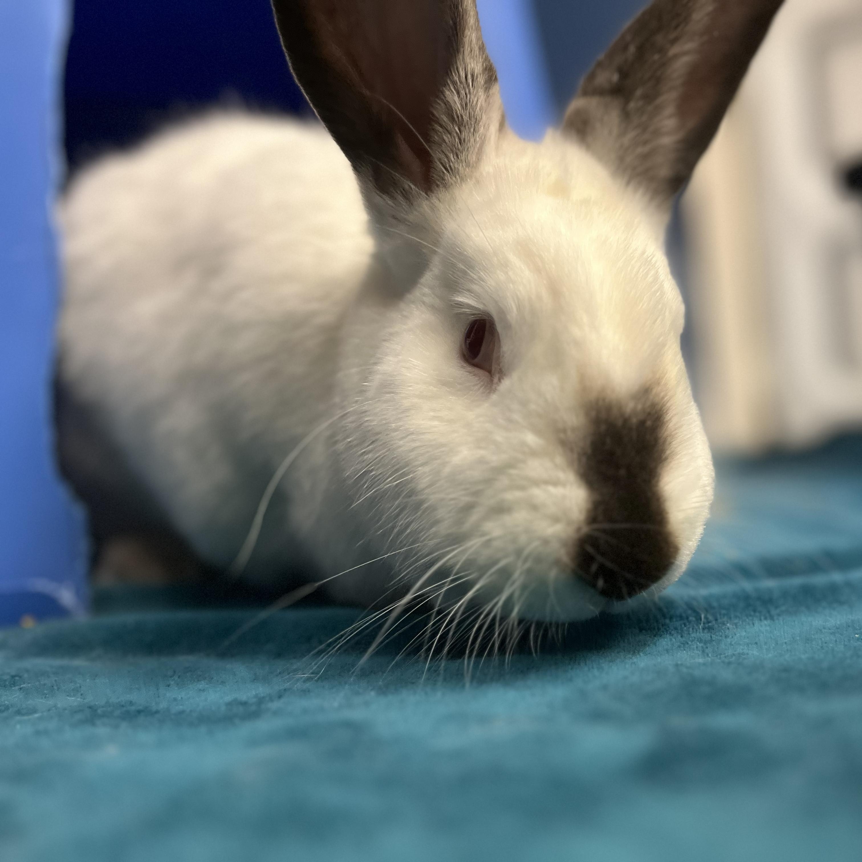 Enlarge Piper, a Adoptable Bunny Rabbit in Cambridge, ON image 1/6