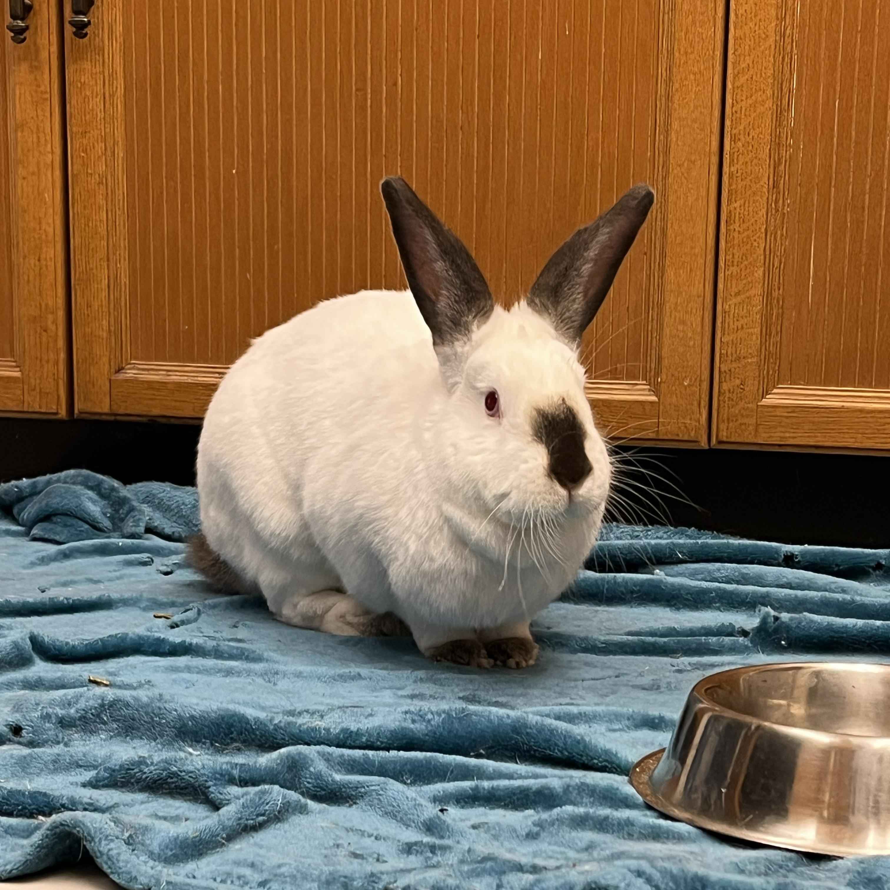 Enlarge Piper, a Adoptable Bunny Rabbit in Cambridge, ON image 3/6