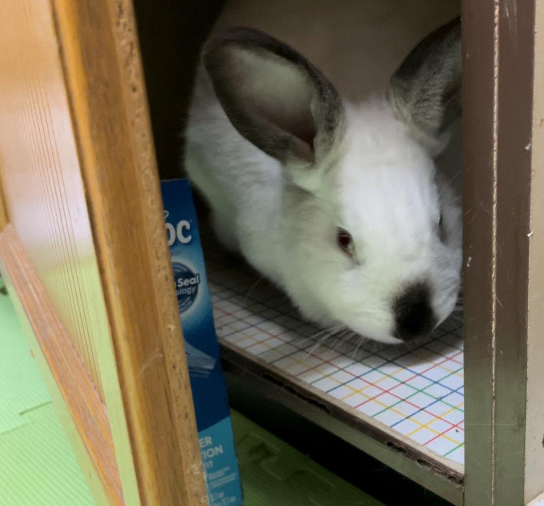 Piper, a Adoptable Bunny Rabbit in Cambridge, ON image 2/12