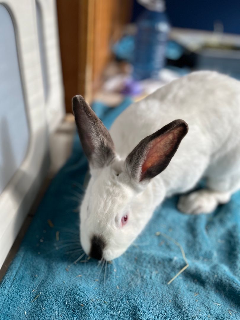 Piper, a Adoptable Bunny Rabbit in Cambridge, ON image 3/12