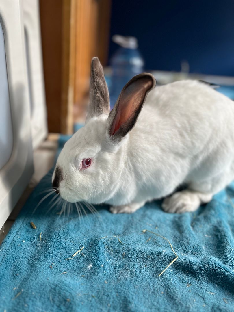 Piper, a Adoptable Bunny Rabbit in Cambridge, ON image 4/12