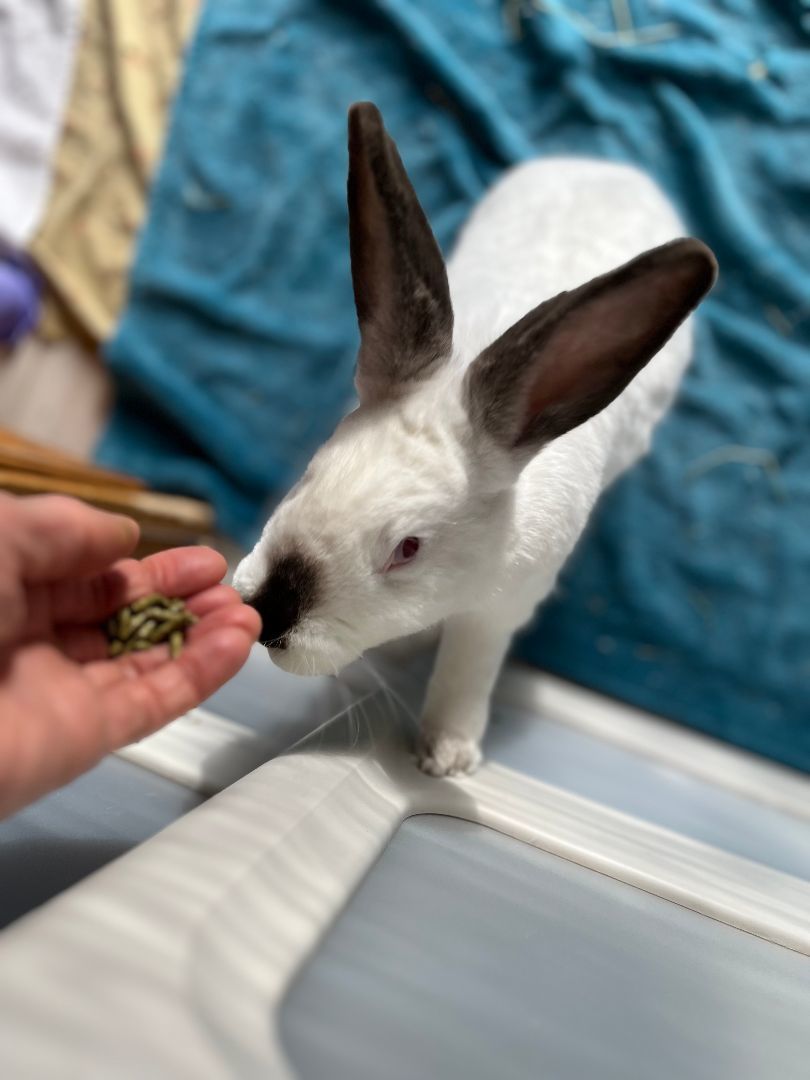 Piper, a Adoptable Bunny Rabbit in Cambridge, ON image 5/12