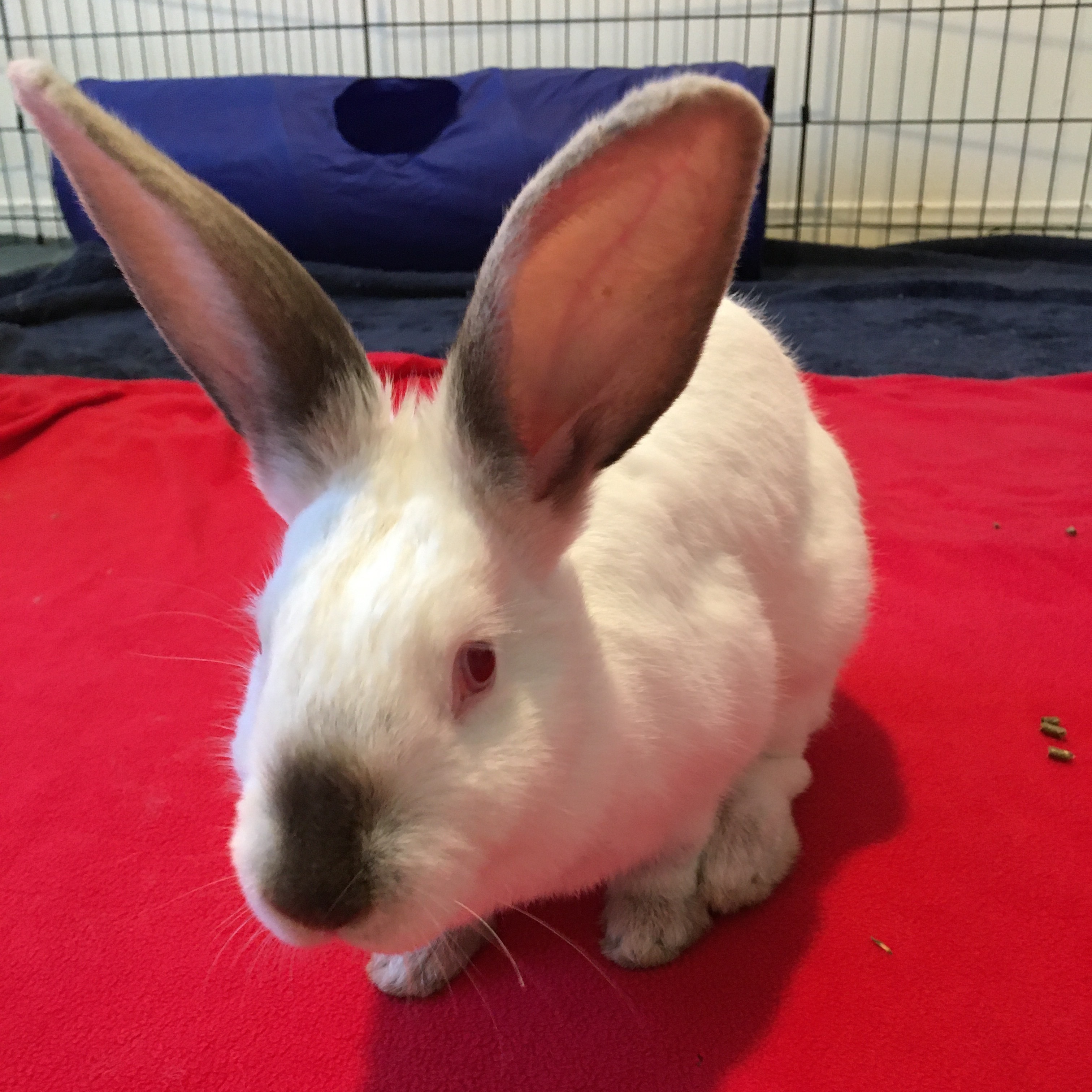 Piper, Adult Female Bunny Rabbit