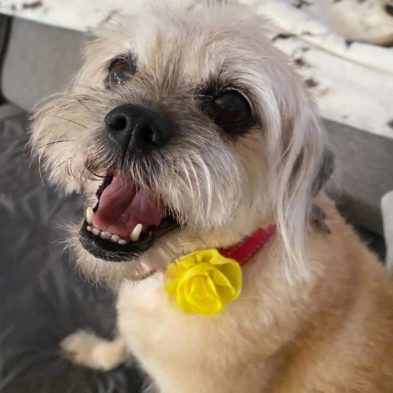 Enlarge NILLA, a Adoptable mixed breed in Marana, AZ image 1/3