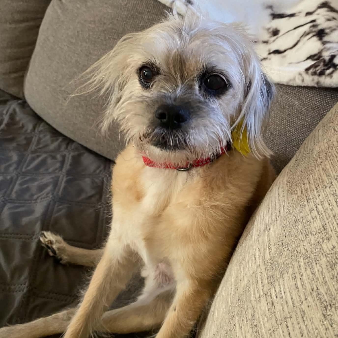 Enlarge NILLA, a Adoptable mixed breed in Marana, AZ image 2/3