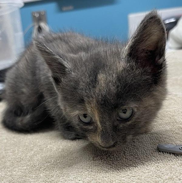 Ariel, Adoptable, Kitten Female Domestic Short Hair.