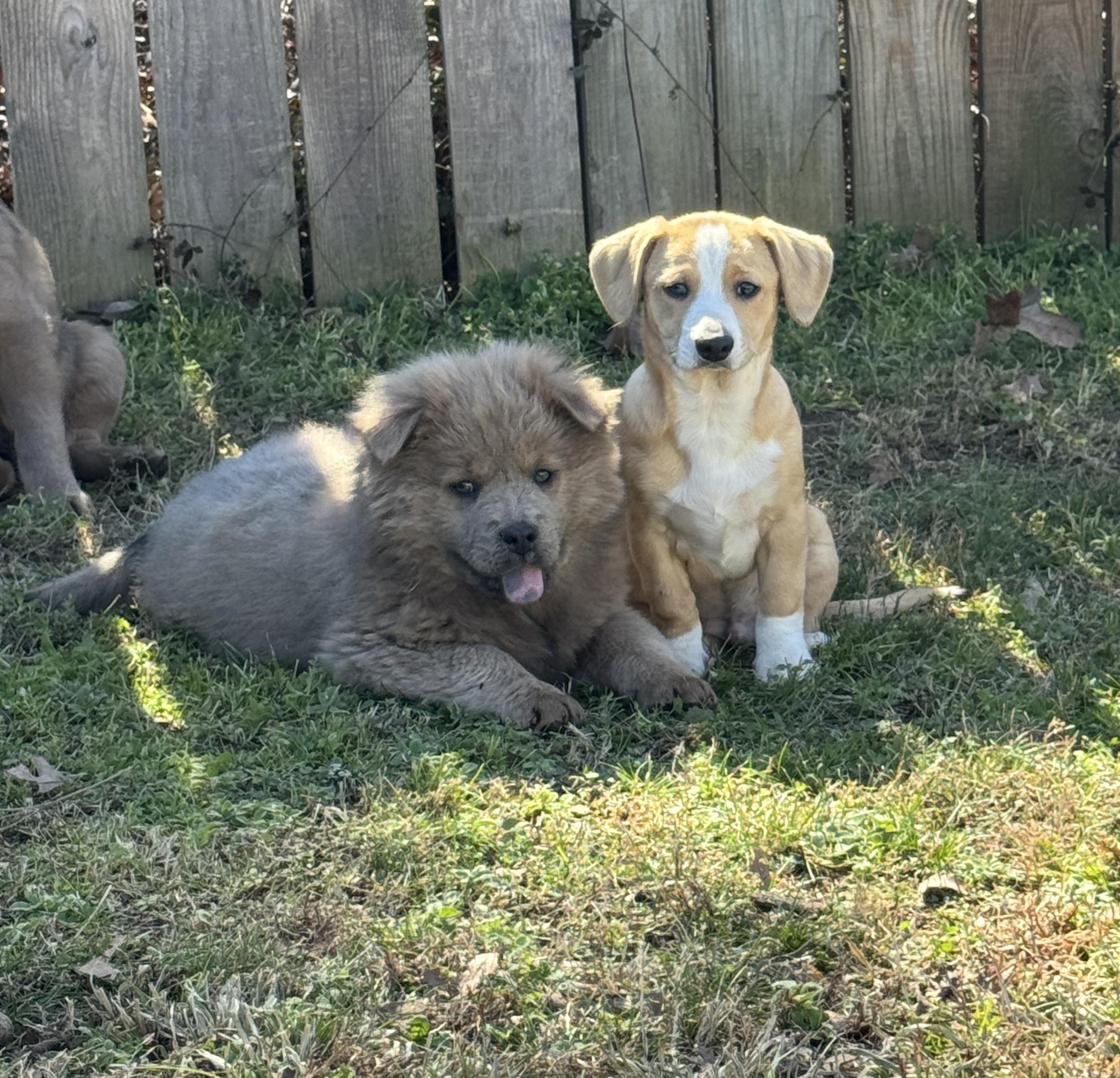 Enlarge Sadie, an adopted mixed breed in Mount Arlington, NJ image 5/6