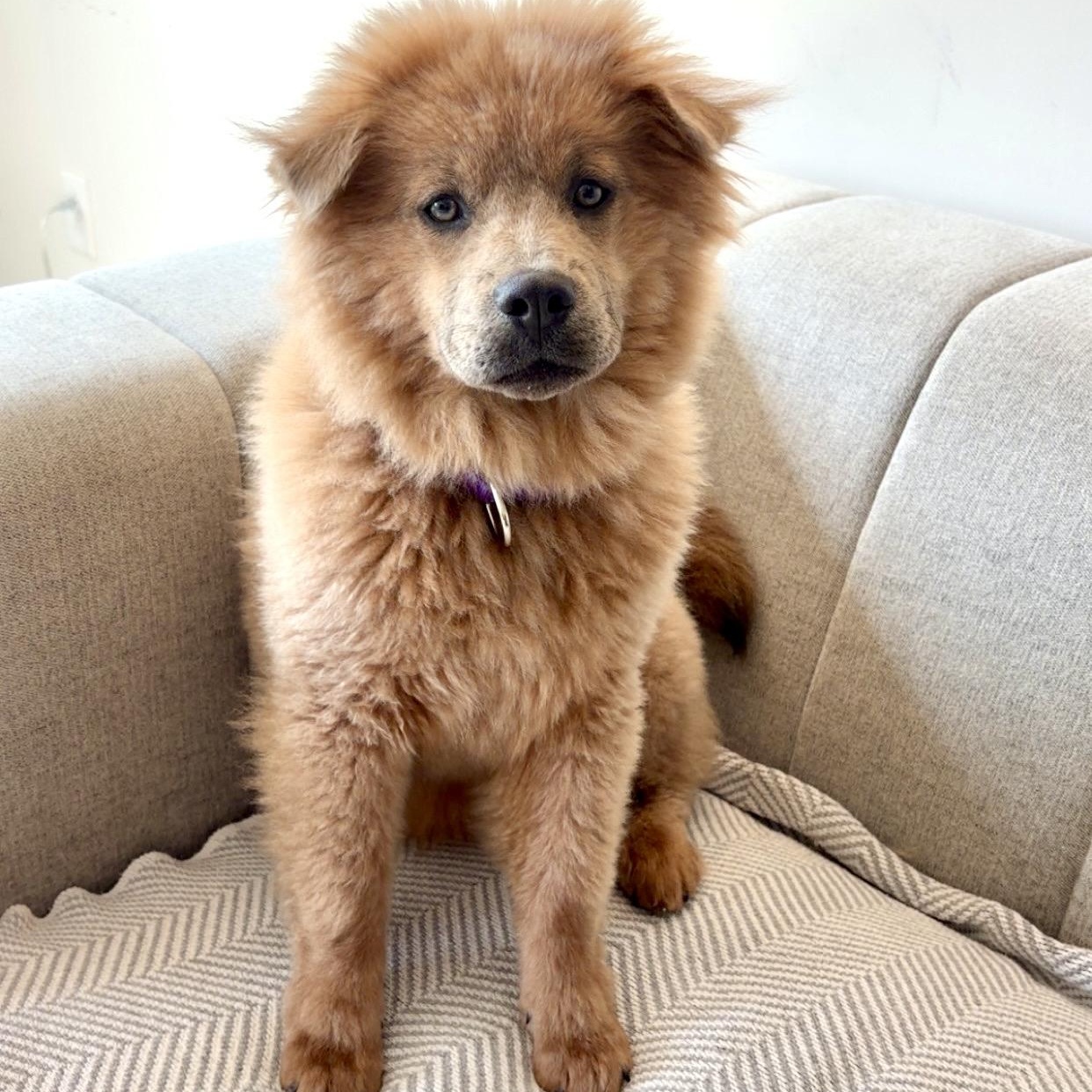Sadie, adopted, Puppy Female Chow Chow.