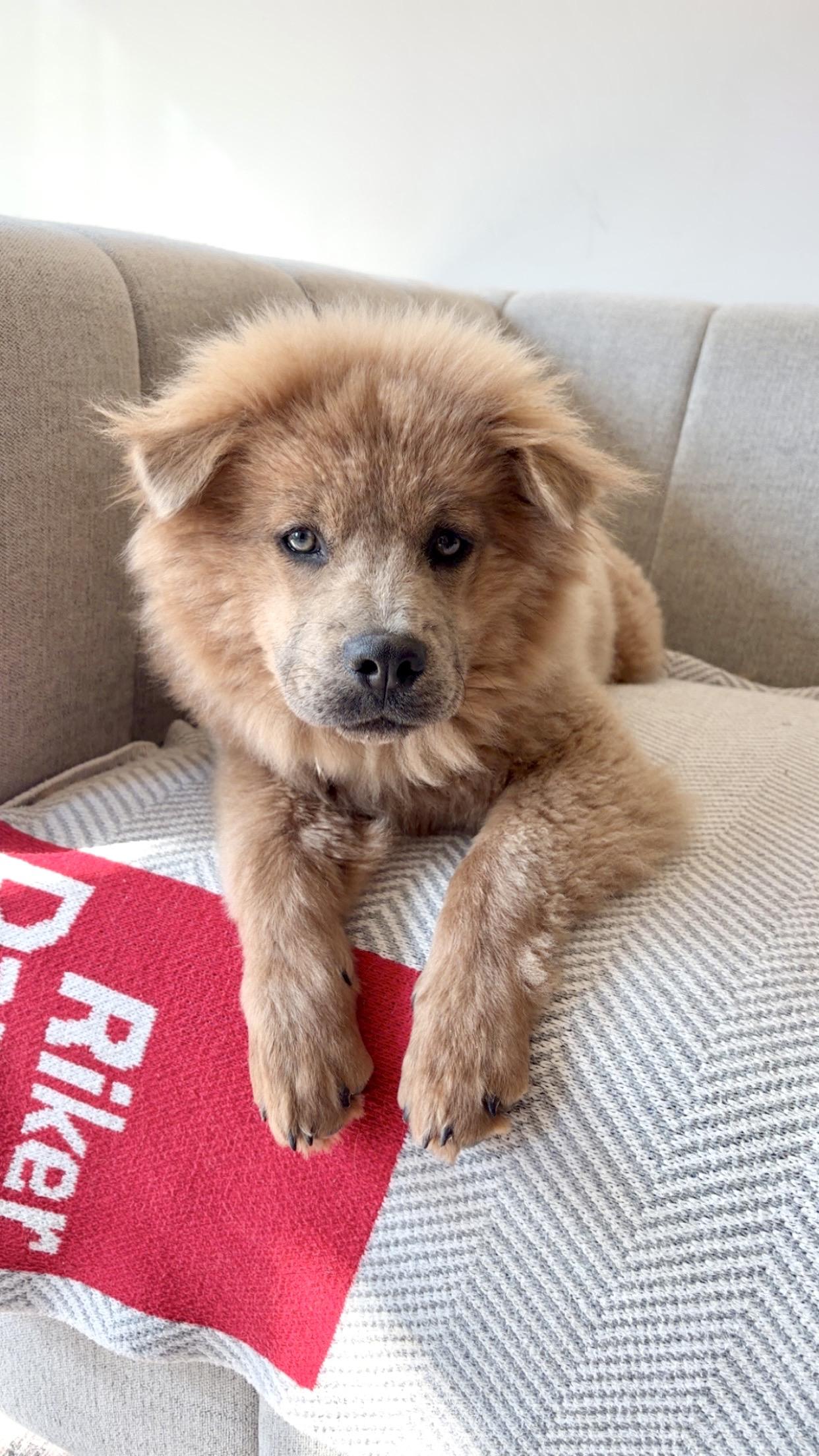 Enlarge Sadie, an adopted mixed breed in Mount Arlington, NJ image 3/6