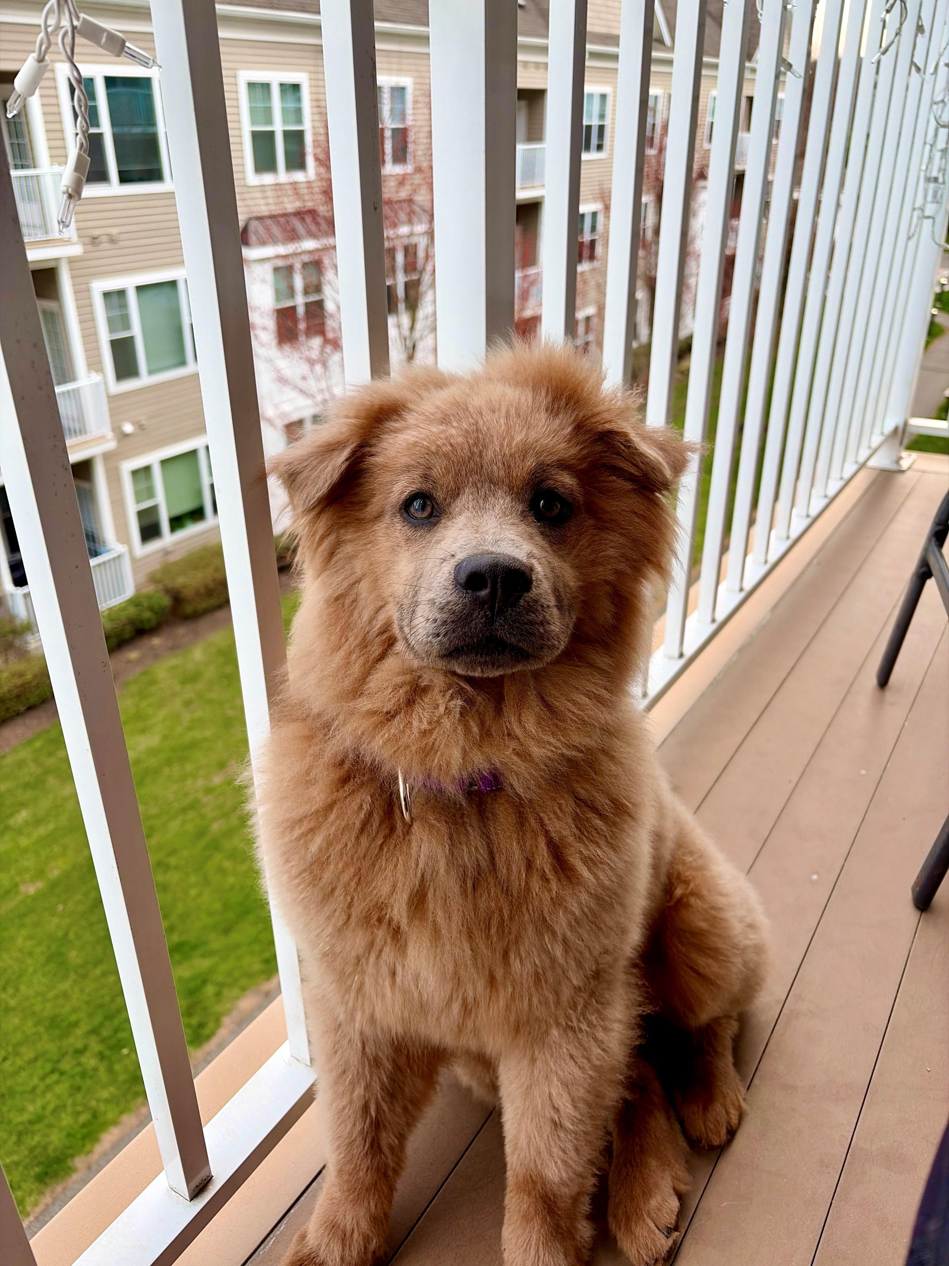 Enlarge Sadie, an adopted mixed breed in Mount Arlington, NJ image 2/6