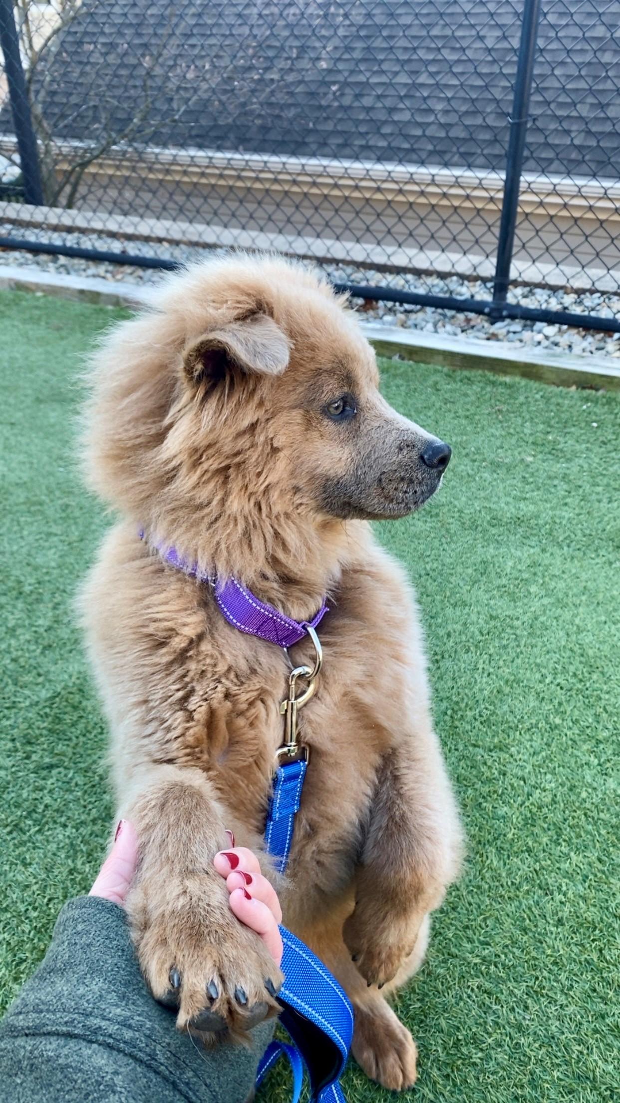 Enlarge Sadie, an adopted mixed breed in Mount Arlington, NJ image 4/6