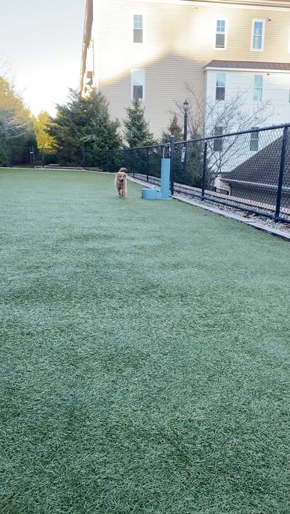 Enlarge Sadie, an adopted mixed breed in Mount Arlington, NJ video 6/6