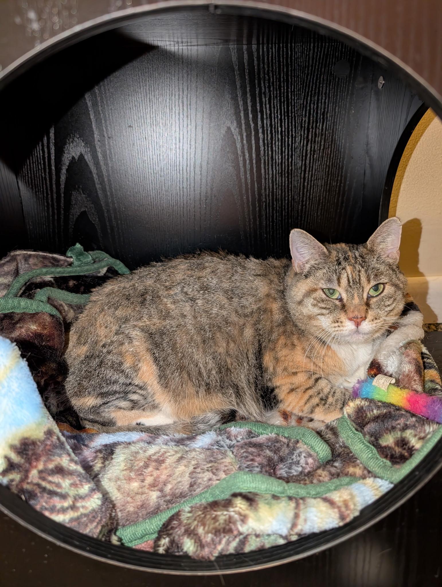 Enlarge Momma Tiny, a ADOPTABLE mixed breed in Succasunna, NJ image 2/3