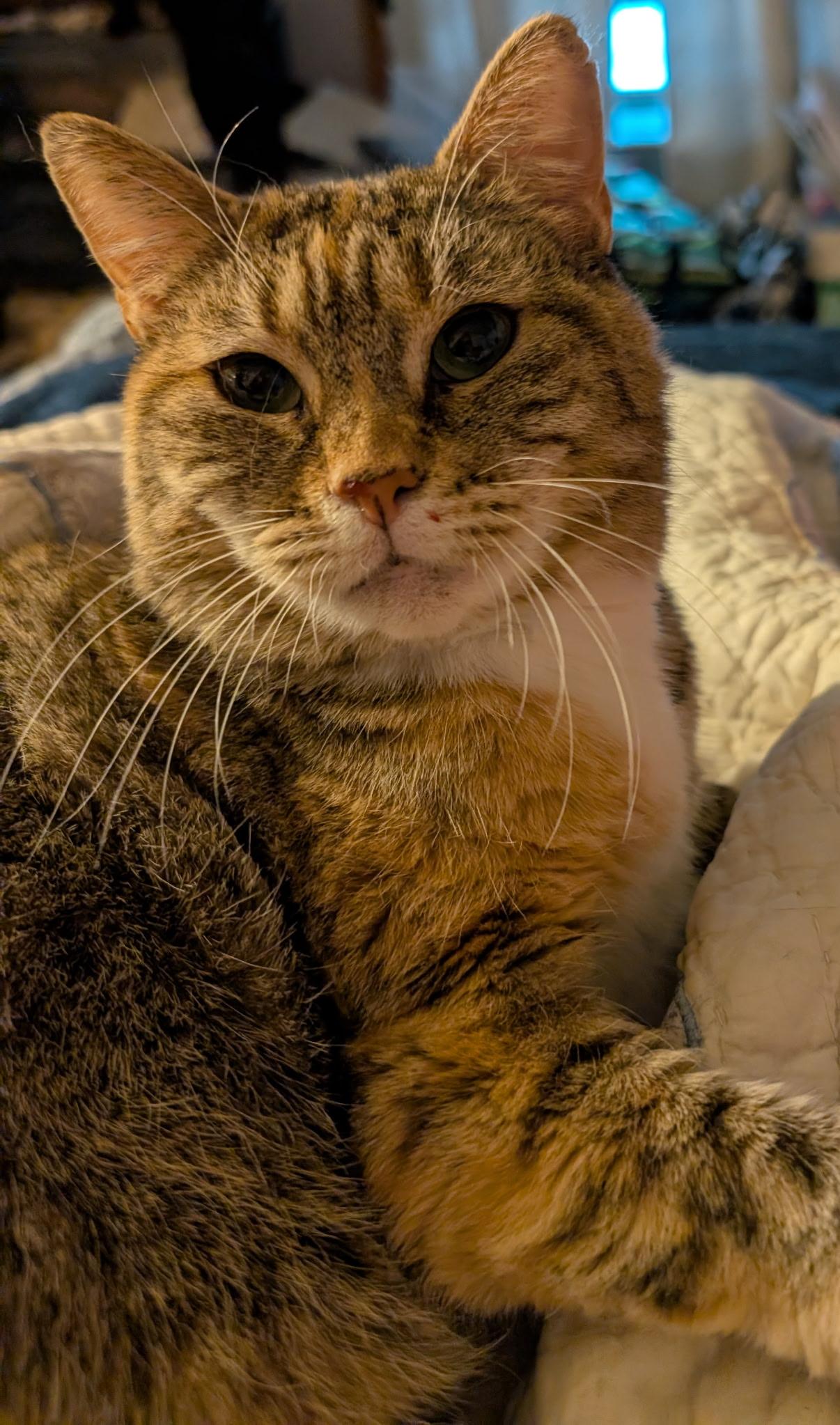 Enlarge Momma Tiny, a ADOPTABLE mixed breed in Succasunna, NJ image 4/6