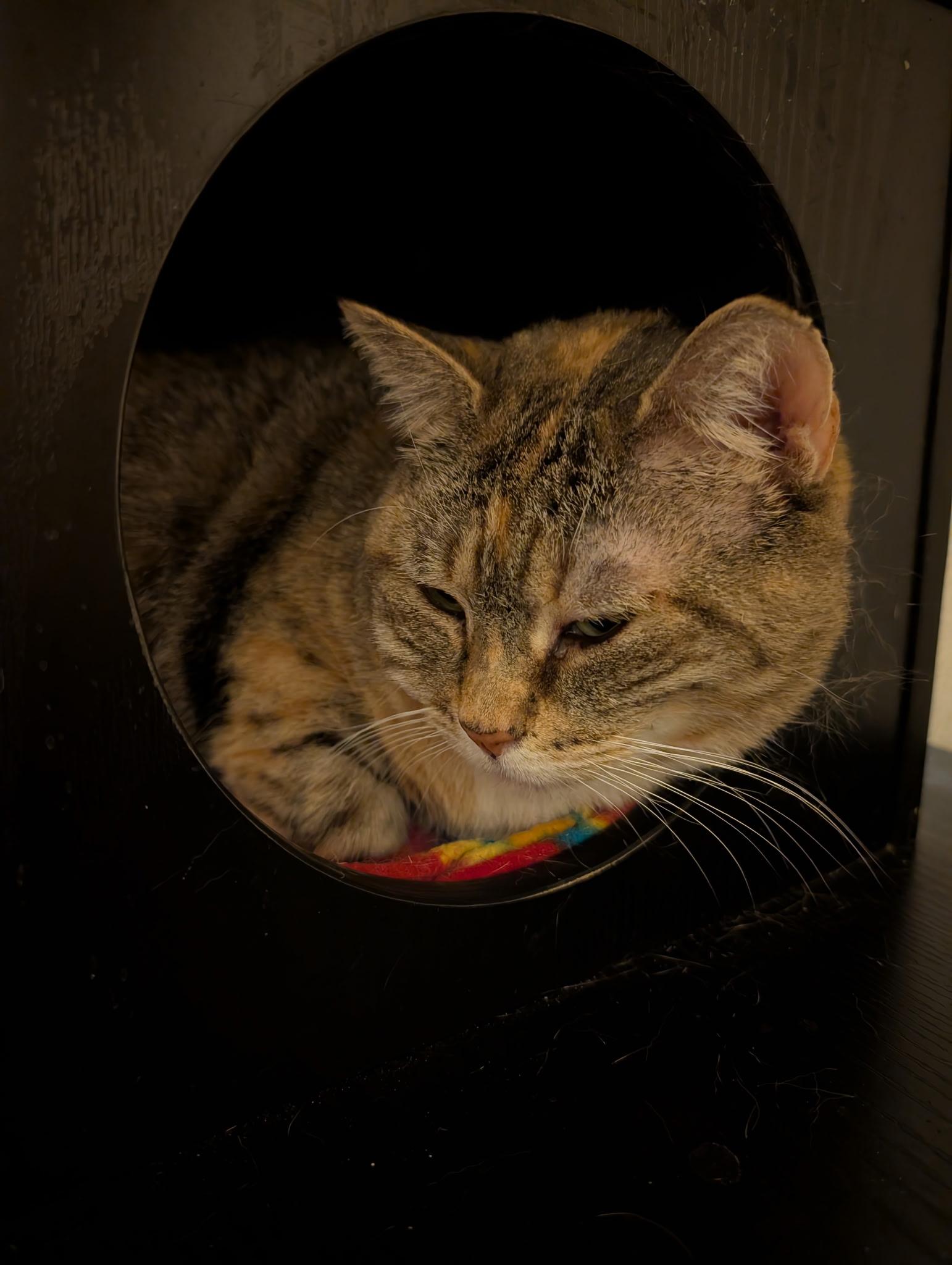 Enlarge Momma Tiny, a ADOPTABLE mixed breed in Succasunna, NJ image 1/3