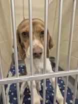 Bark Twain, an adopted Beagle in Glasgow, KY image 3/3