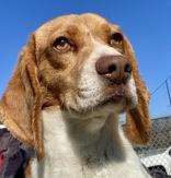 Bark Twain, adopted, Adult Male Beagle.