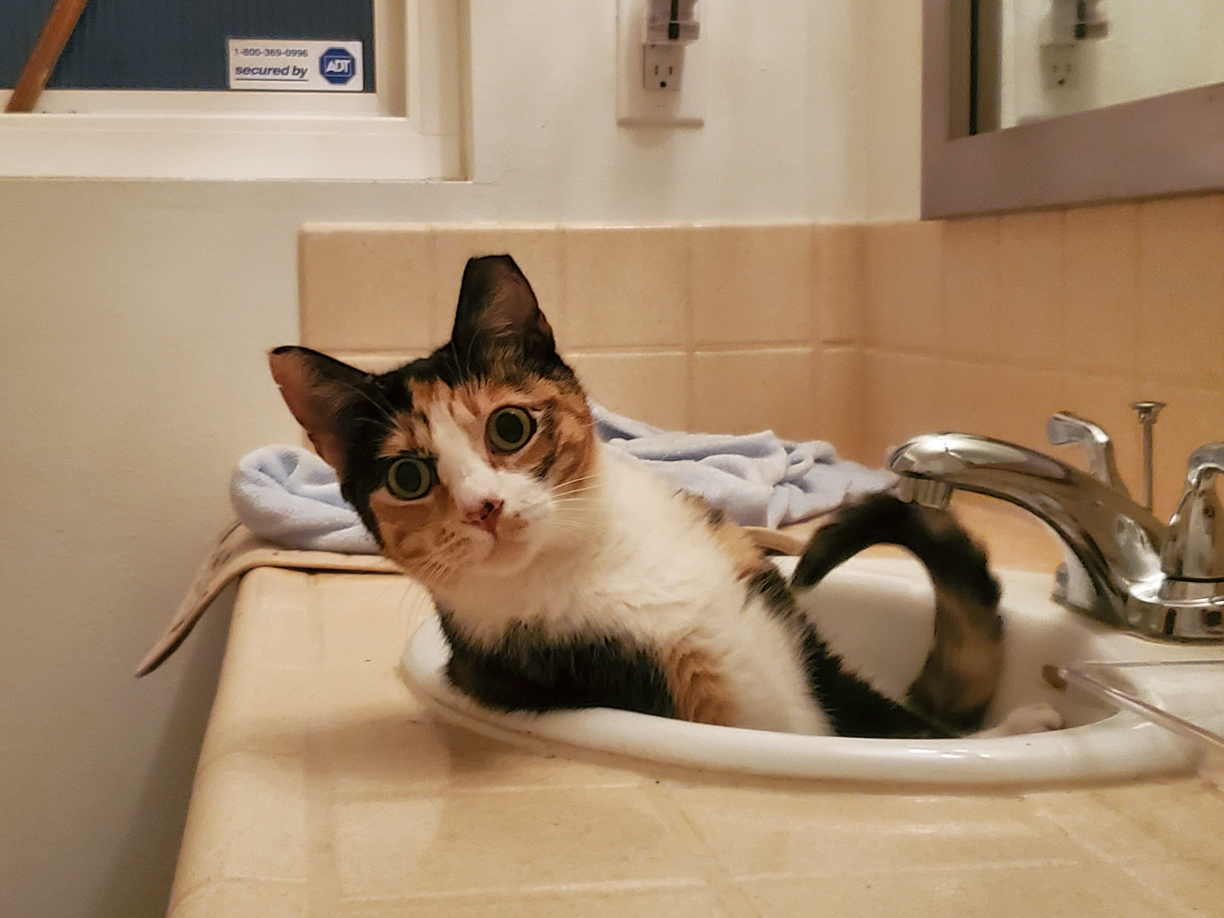 Lexi - Needs to be Queen of the Castle! (Only Cat), a Adoptable Calico in Anaheim, CA image 1/4