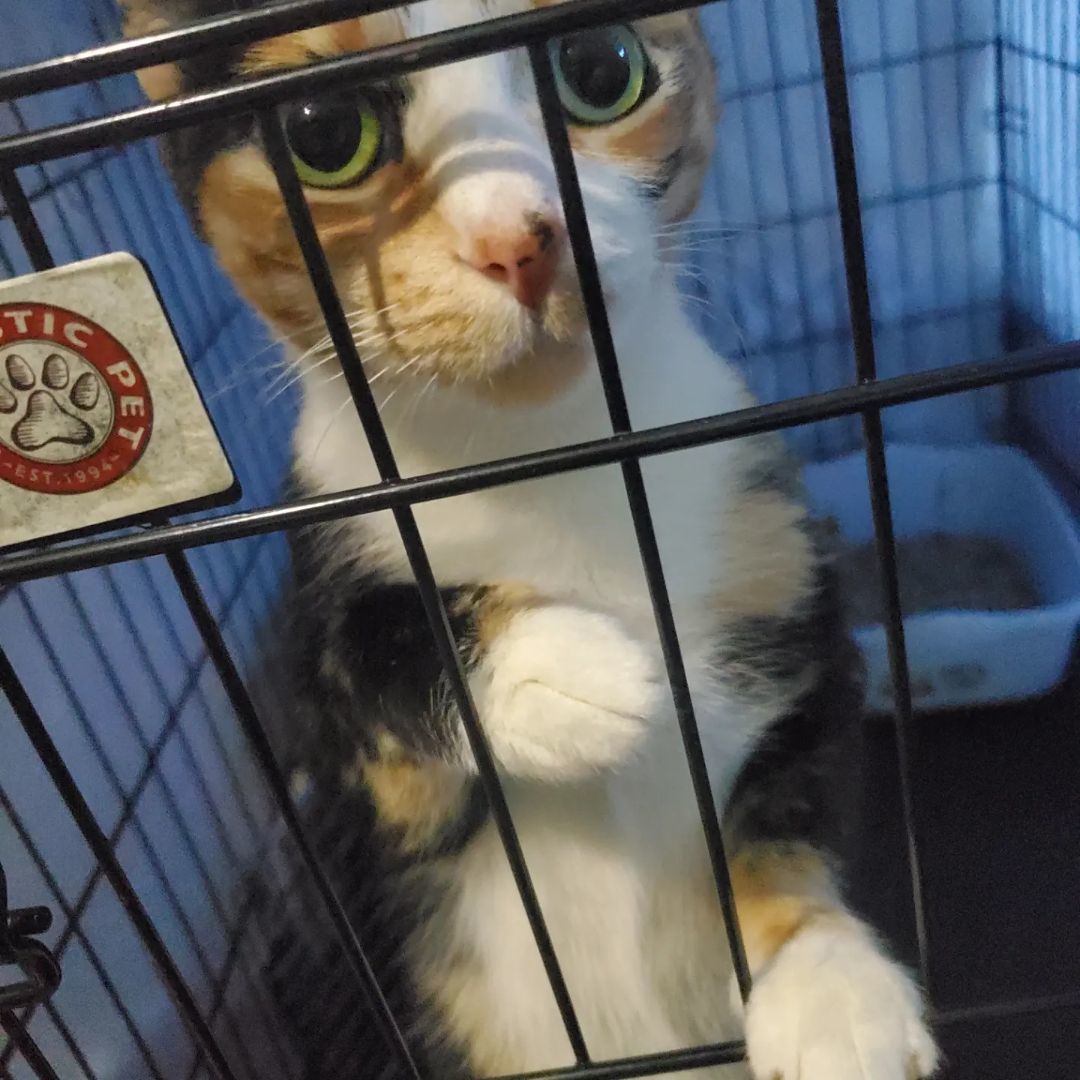 Lexi - Needs to be Queen of the Castle! (Only Cat)