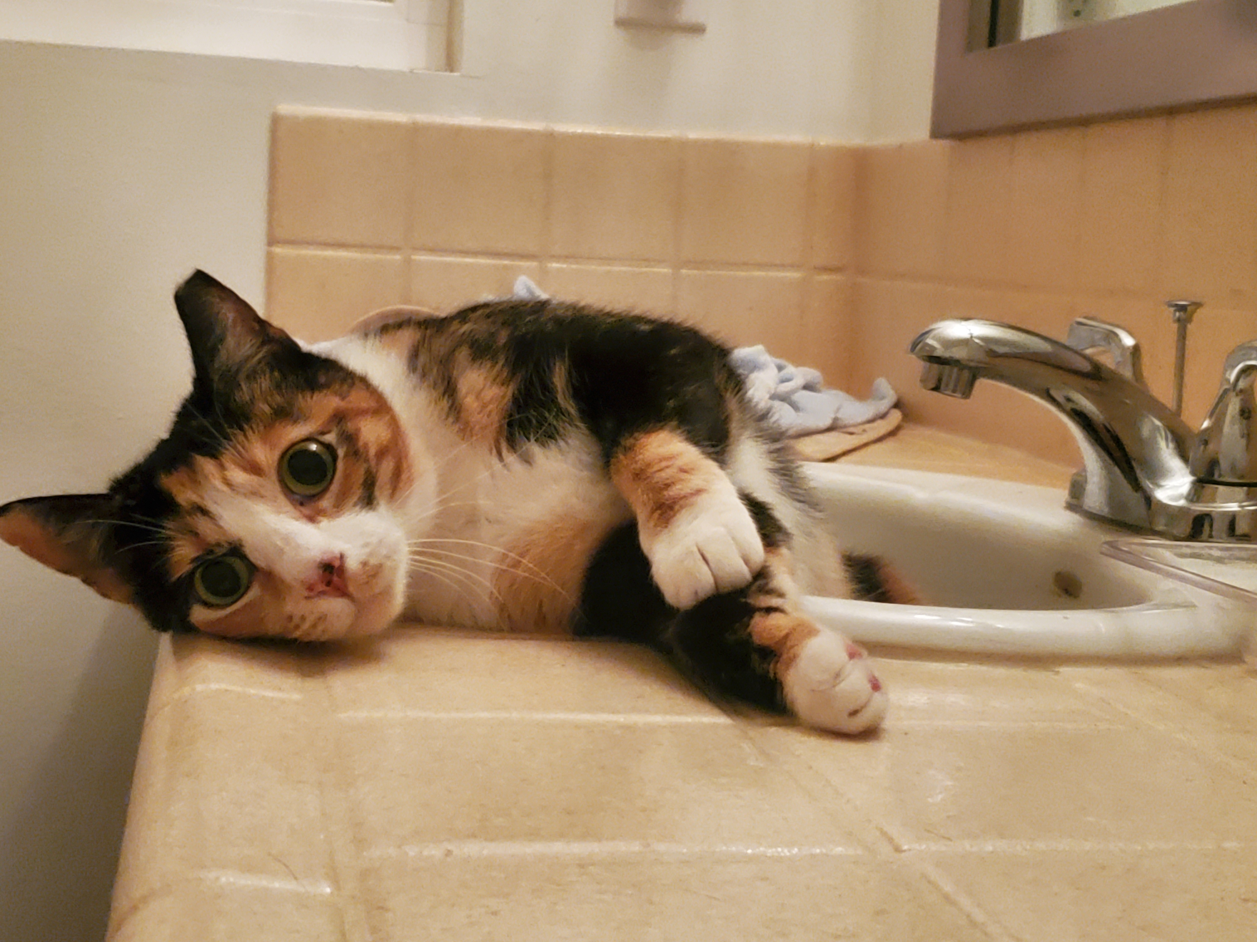 Lexi - Needs to be Queen of the Castle! (Only Cat), a Adoptable Calico in Anaheim, CA image 3/4