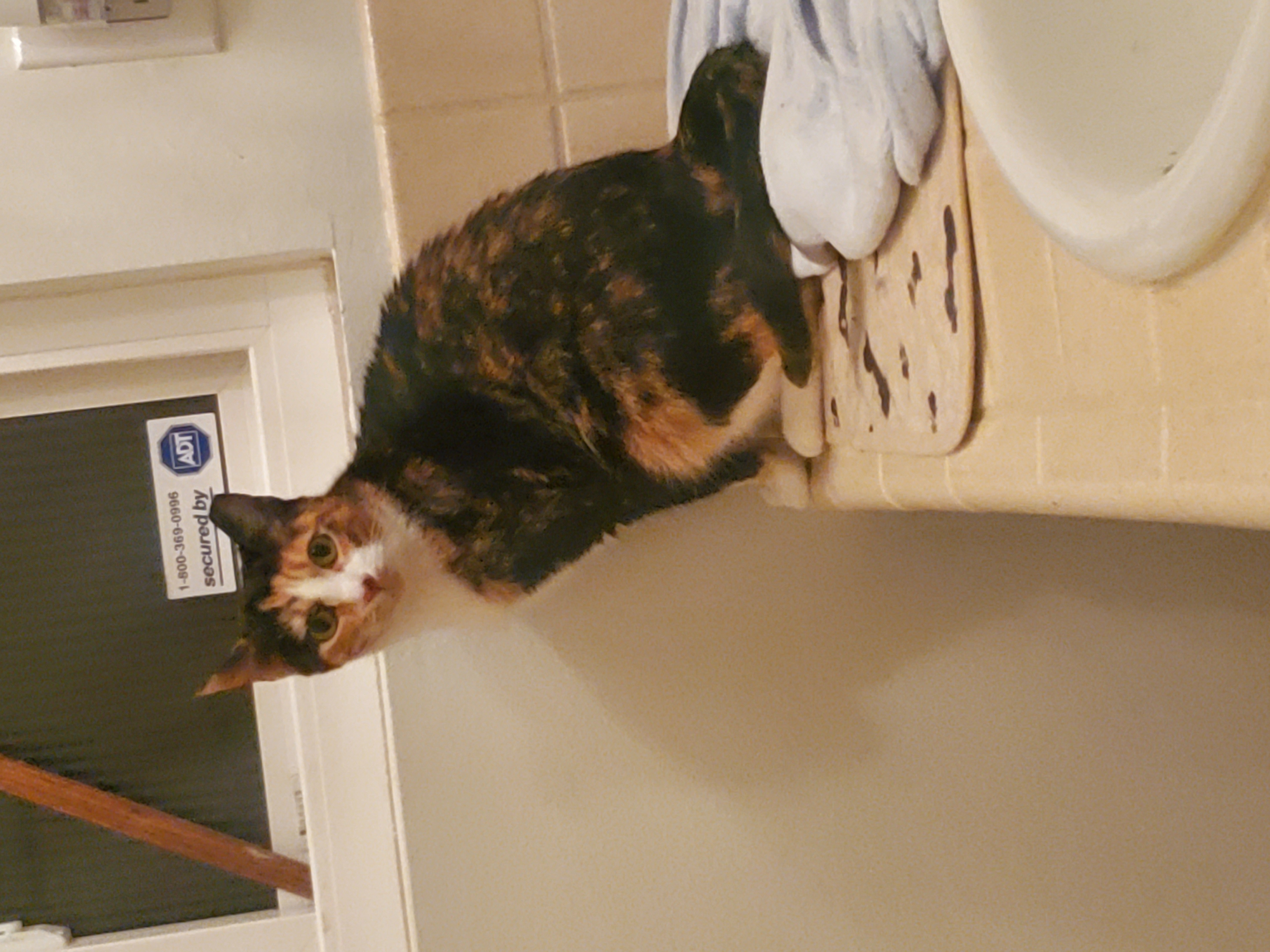 Lexi - Needs to be Queen of the Castle! (Only Cat) 2
